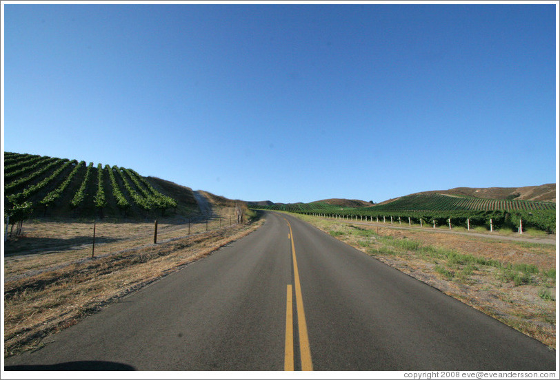 Road through vineyards.