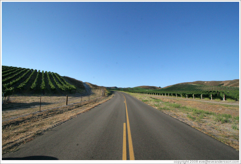 Road through vineyards.
