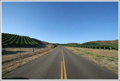 Road through vineyards.