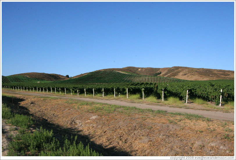 Vineyards and hills.