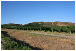 Vineyards and hills.