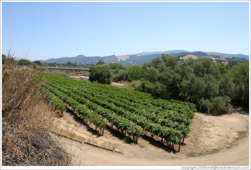 Vineyard.  Sunstone Vineyards and Winery.