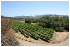Vineyard.  Sunstone Vineyards and Winery.
