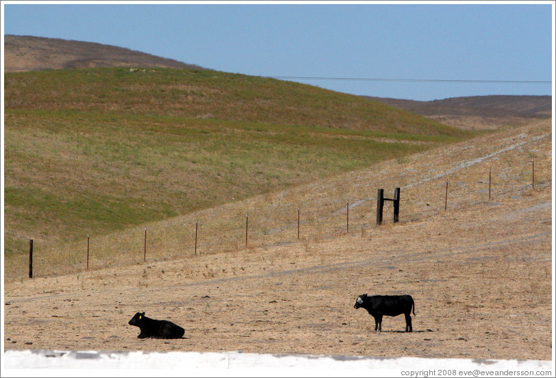 Cows in distance.  Tres Hermanas Winery.