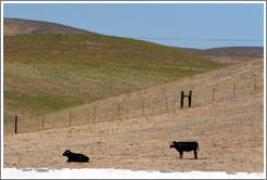 Cows in distance.  Tres Hermanas Winery.