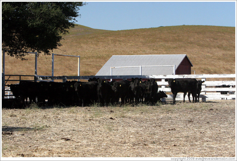 Cows standing in the shade.  Tres Hermanas Winery.