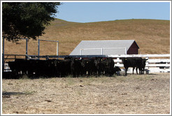 Cows standing in the shade.  Tres Hermanas Winery.