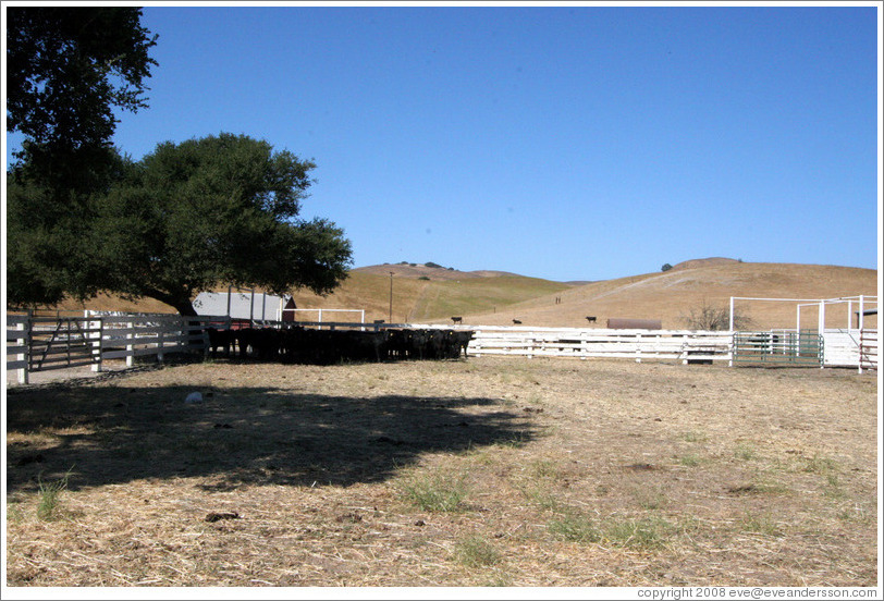 Cows standing in the shade.  Tres Hermanas Winery.