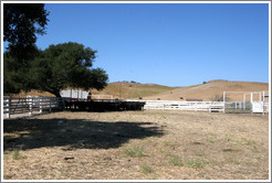 Cows standing in the shade.  Tres Hermanas Winery.