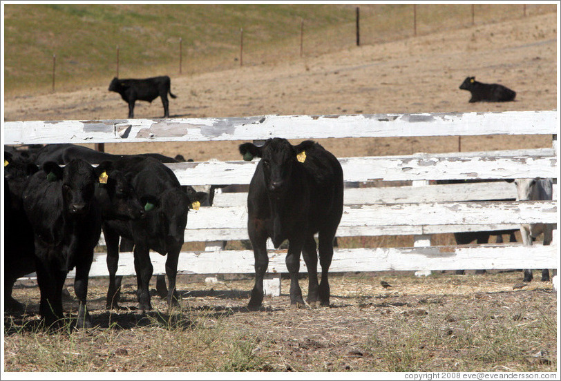 Cows.  Tres Hermanas Winery.