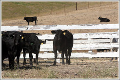 Cows.  Tres Hermanas Winery.