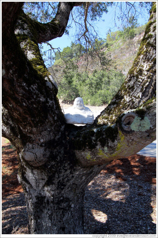 Buddha in a tree, Poetic Cellars&#8206;.