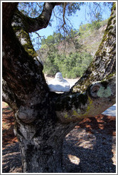 Buddha in a tree, Poetic Cellars&#8206;.