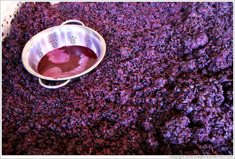 Must (fermenting grape juice), Poetic Cellars&#8206;.
