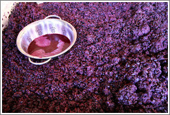 Must (fermenting grape juice), Poetic Cellars&#8206;.