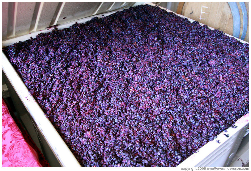Must (fermenting grape juice), Poetic Cellars&#8206;.