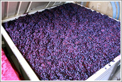 Must (fermenting grape juice), Poetic Cellars&#8206;.
