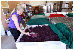 Winemaker Katy Lovell of Poetic Cellars pulling juice from the must (fermenting grape juice).