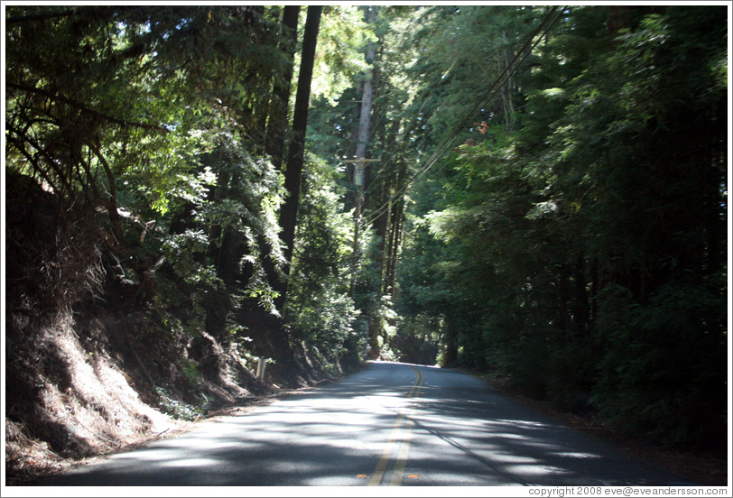 Tree-lined road.  Santa Cruz Mountains.