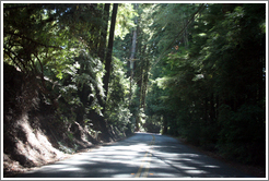 Tree-lined road.  Santa Cruz Mountains.