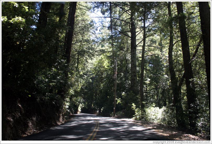 Tree-lined road.  Santa Cruz Mountains.