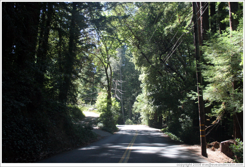 Tree-lined road.  Santa Cruz Mountains.