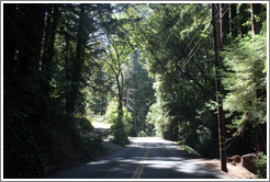 Tree-lined road.  Santa Cruz Mountains.