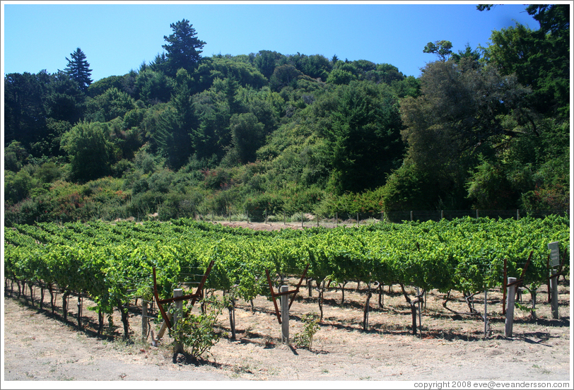 Portola Springs Vineyard.  Thomas Fogarty Winery.