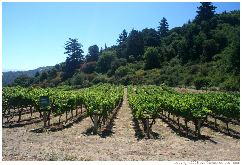 Portola Springs Vineyard.  Thomas Fogarty Winery