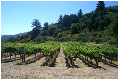 Portola Springs Vineyard.  Thomas Fogarty Winery