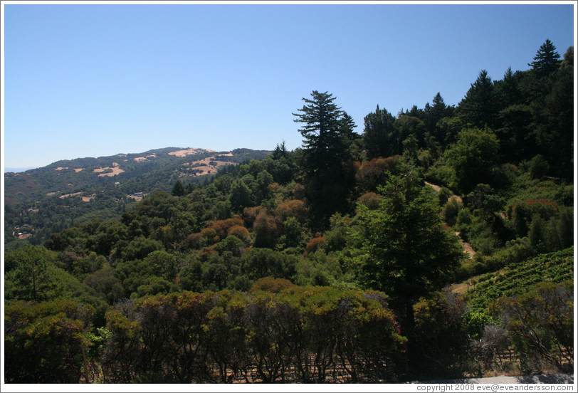 View.  Thomas Fogarty Winery.