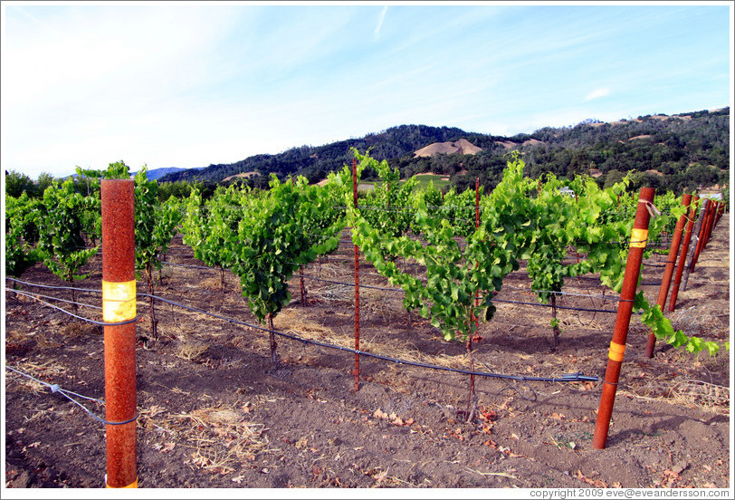 Alexander Valley Vineyards.