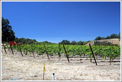 Vineyard.  Arista Winery.