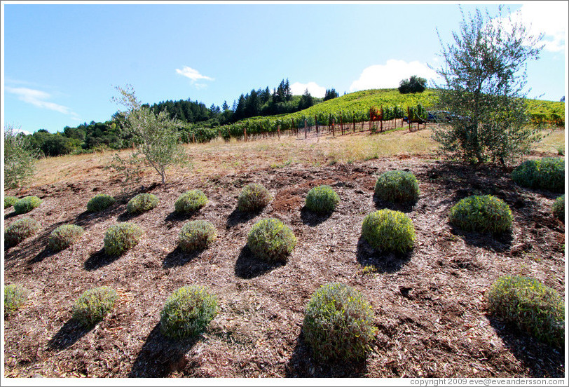 Hill, Bella Vineyards.