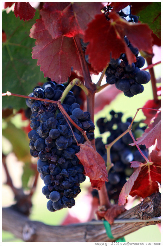 Ripe grapes with red leaves, Bella Vineyards.