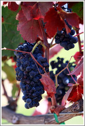 Ripe grapes with red leaves, Bella Vineyards.