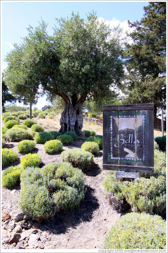 Sign at entrance, Bella Vineyards.