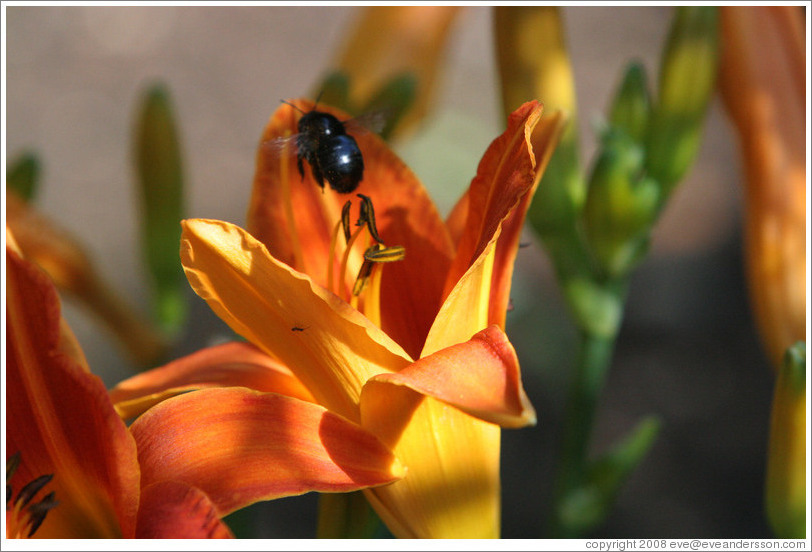 Black bee.  Benziger Family Winery.