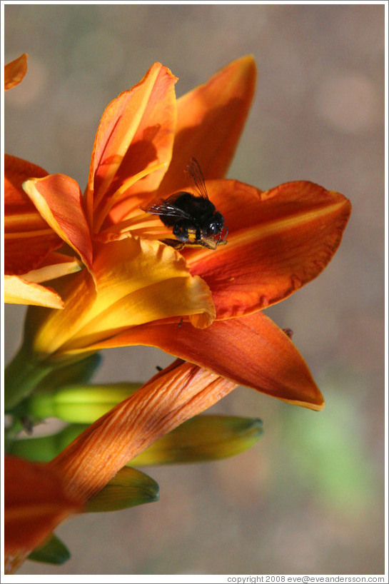 Black bee.  Benziger Family Winery.