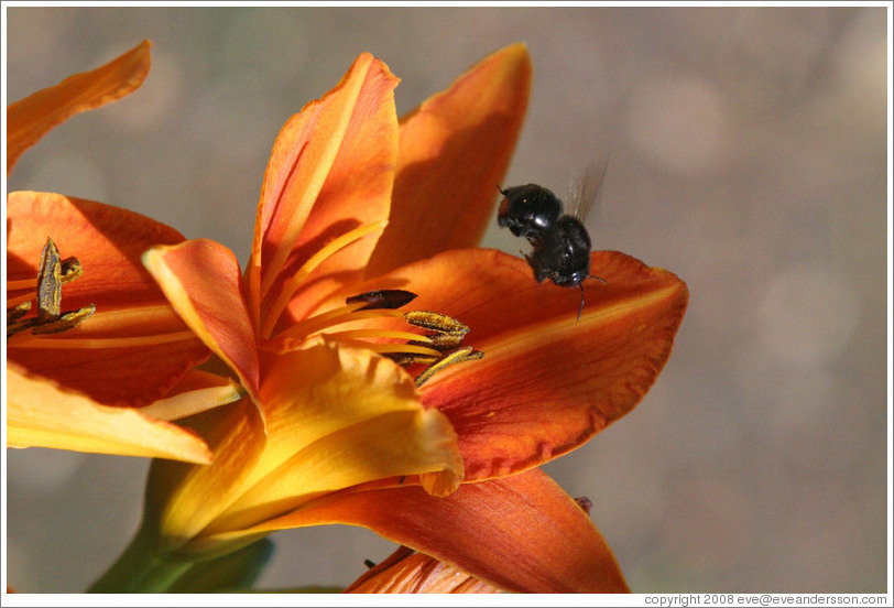 Black bee.  Benziger Family Winery.