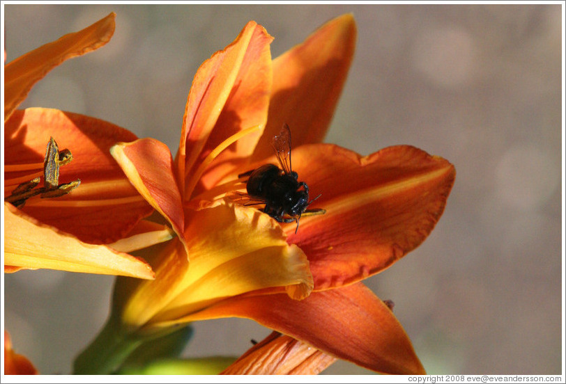 Black bee.  Benziger Family Winery.