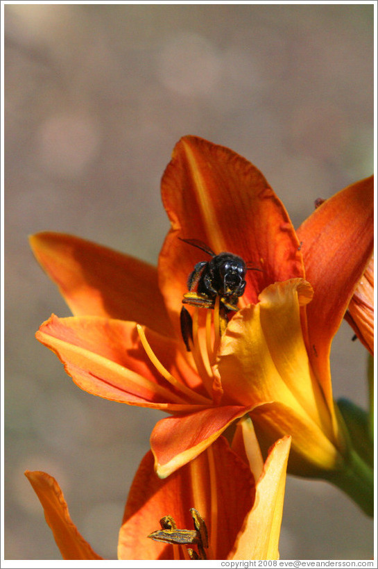Black bee.  Benziger Family Winery.