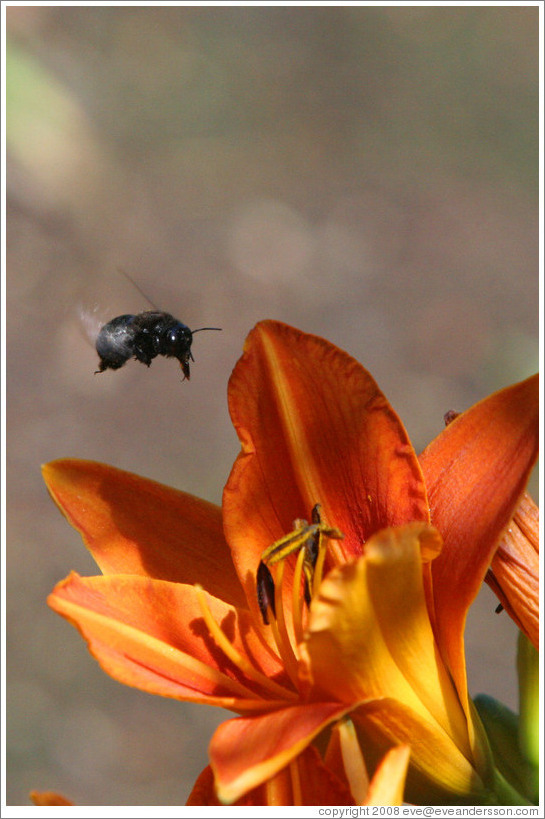 Black bee.  Benziger Family Winery.