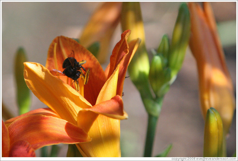 Black bee.  Benziger Family Winery.