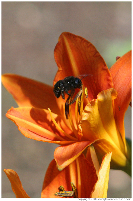 Black bee.  Benziger Family Winery.