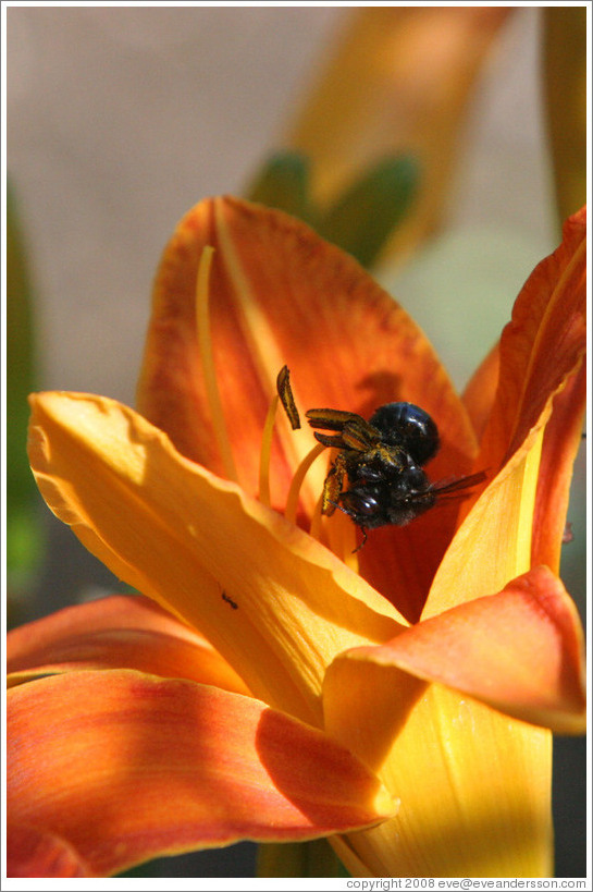 Black bee.  Benziger Family Winery.
