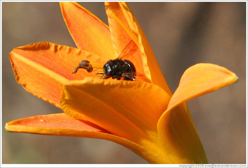 Black bee.  Benziger Family Winery.