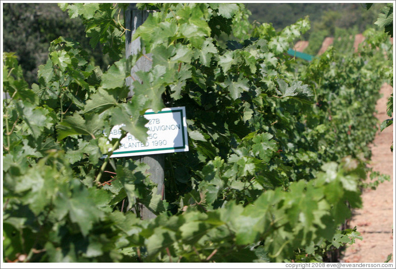 Block 27B Cabernet Sauvignon.  Benziger Family Winery.