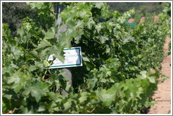 Block 27B Cabernet Sauvignon.  Benziger Family Winery.