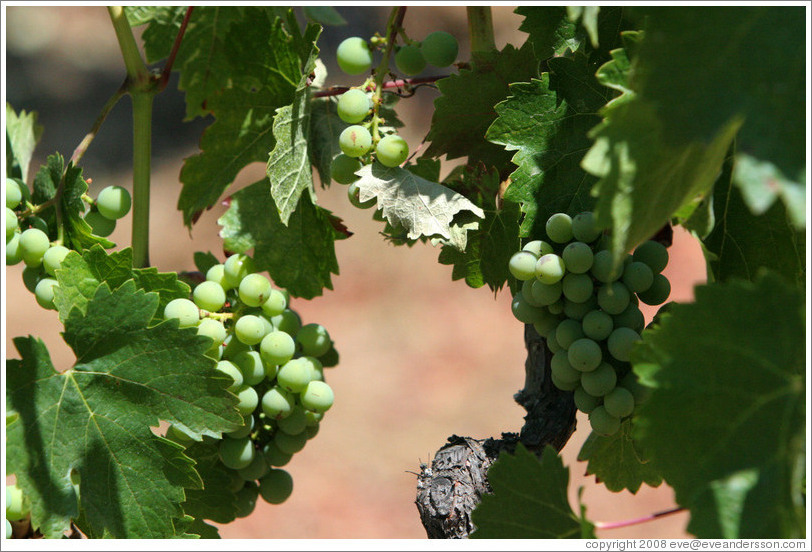 Grapes.  Benziger Family Winery.